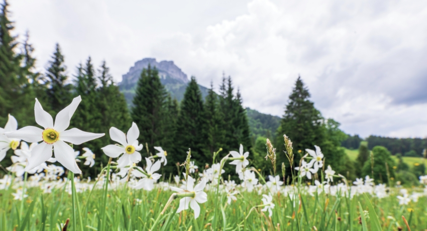 GZFNARZ 1_C_Martin Huber - Narzissenfest